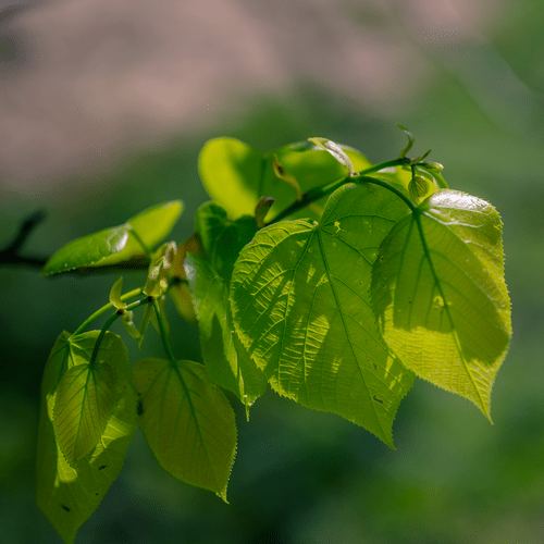 American Linden; American Basswood (Tilia americana)