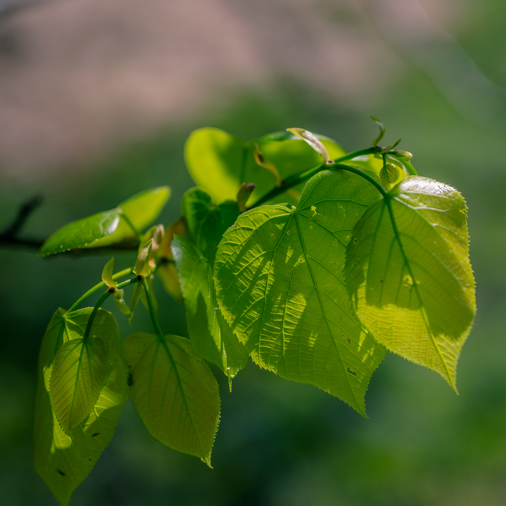 American Linden; American Basswood (Tilia americana)