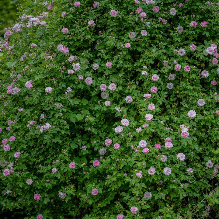 Arcata Pink Globe Rose (Rosa cv.)