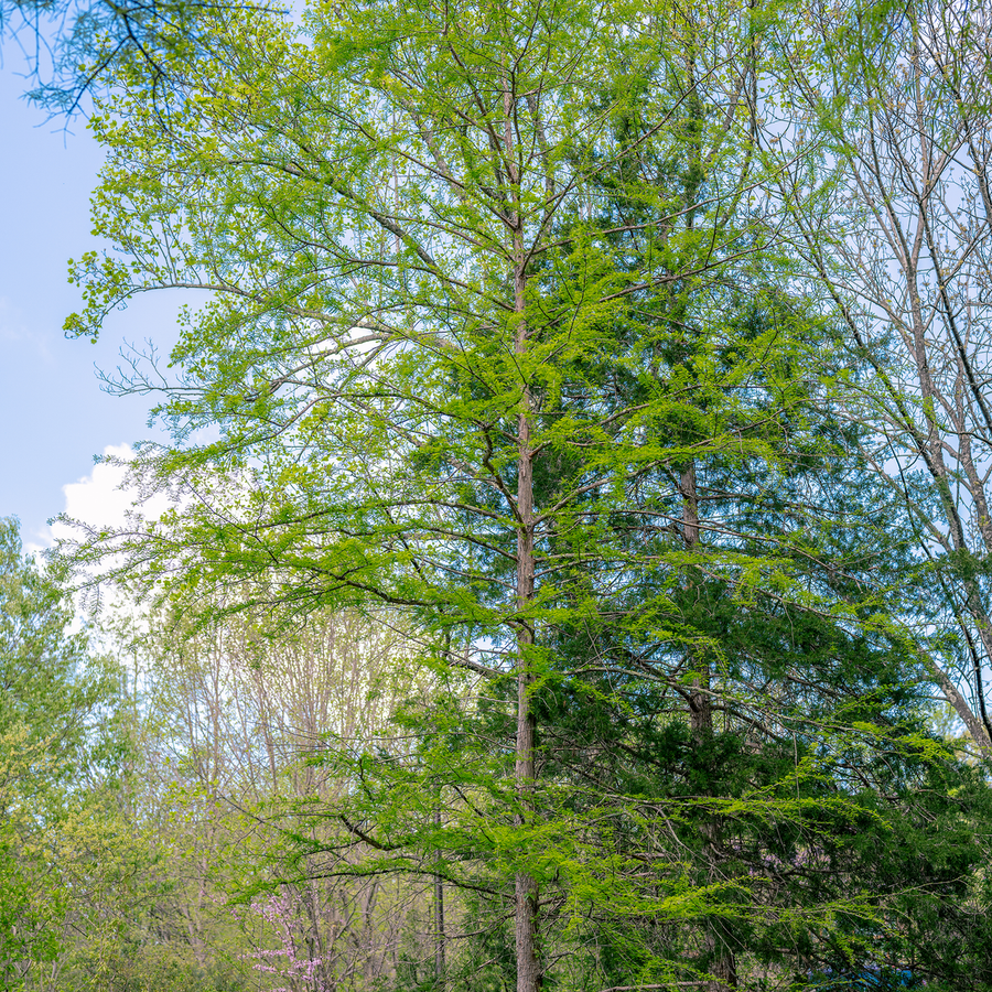 Bald Cypress (Taxodium distichum)