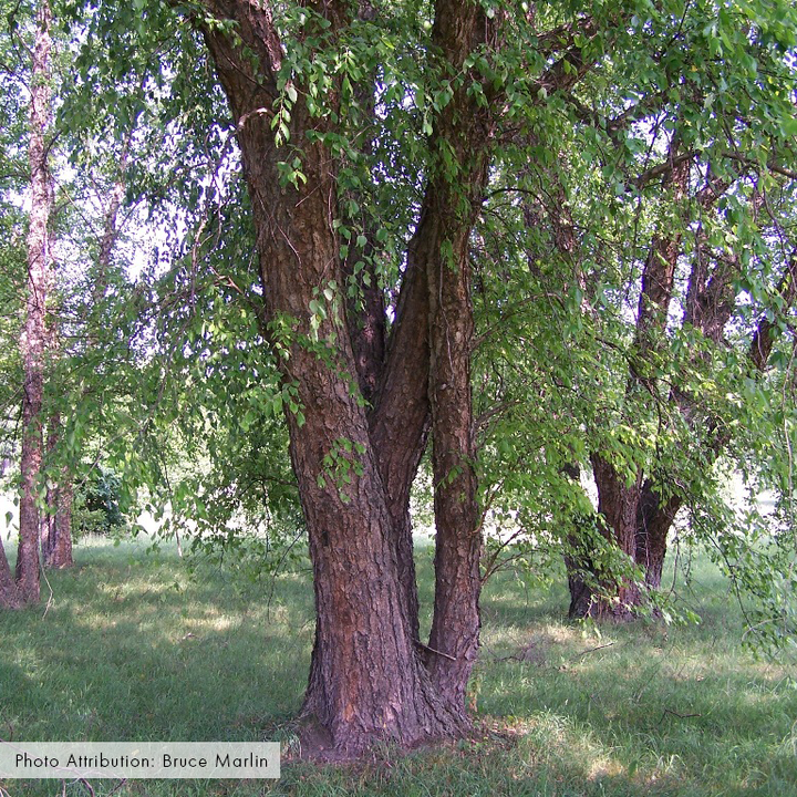 Bare Root River Birch (Betula nigra)