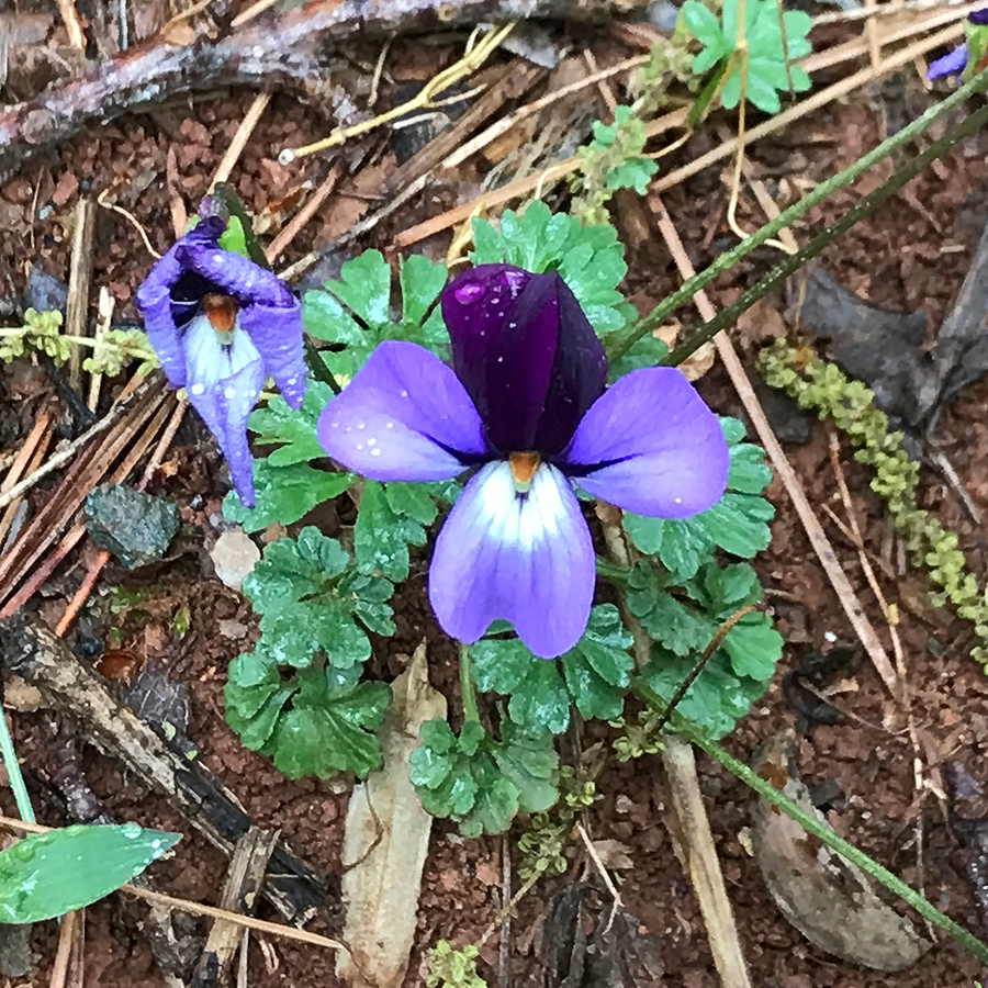 Bare Root Bird's Foot Violet; Crowfoot (Viola pedata)