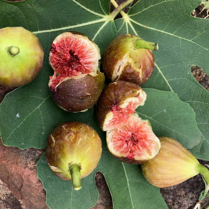 Brown Turkey Fig (Ficus carica cv.)