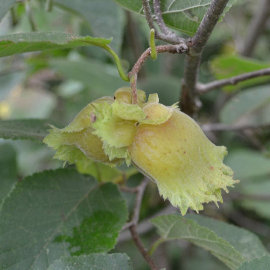 American Hazelnut (Corylus americana)