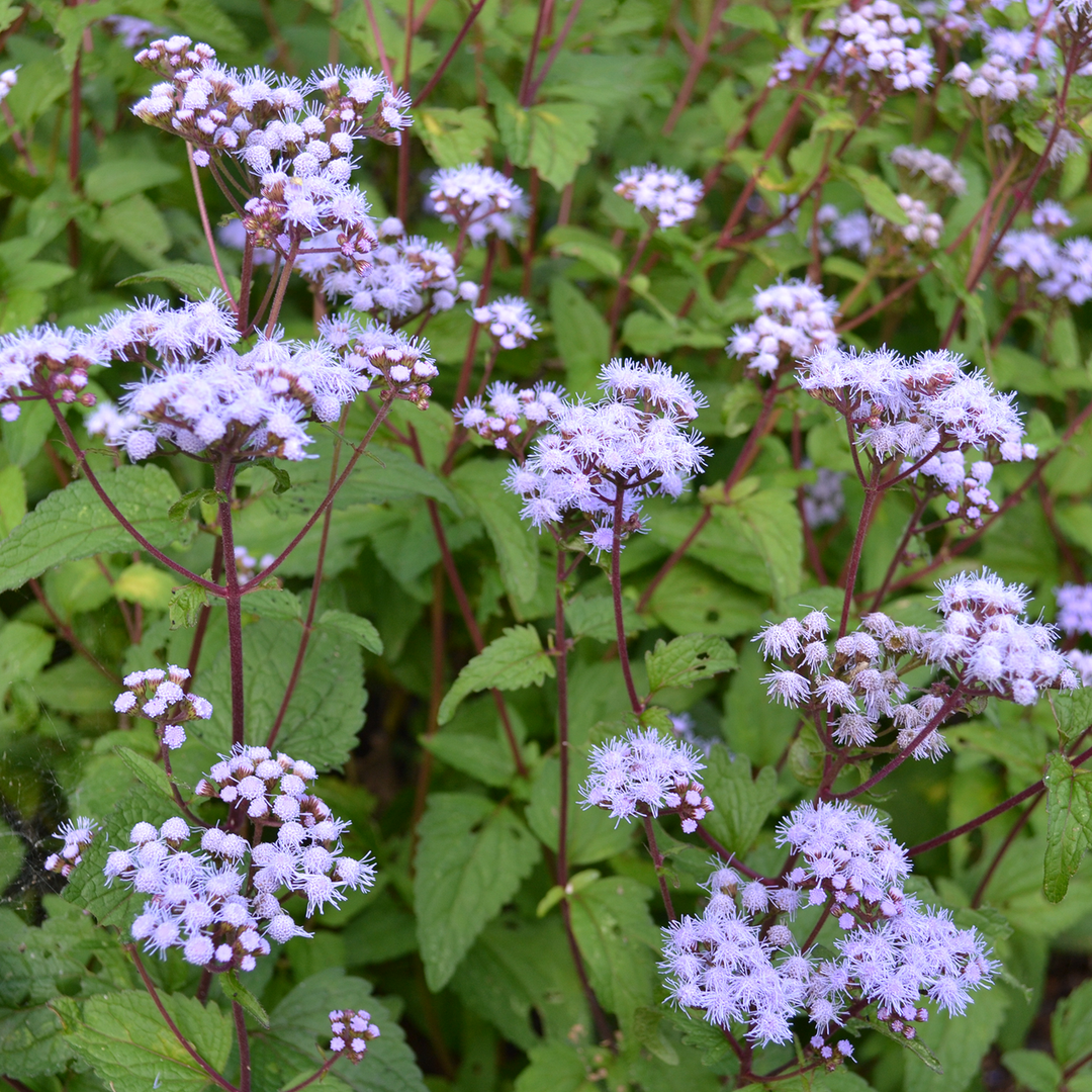 Blue Mist Flower (Conoclinium coelestinum)