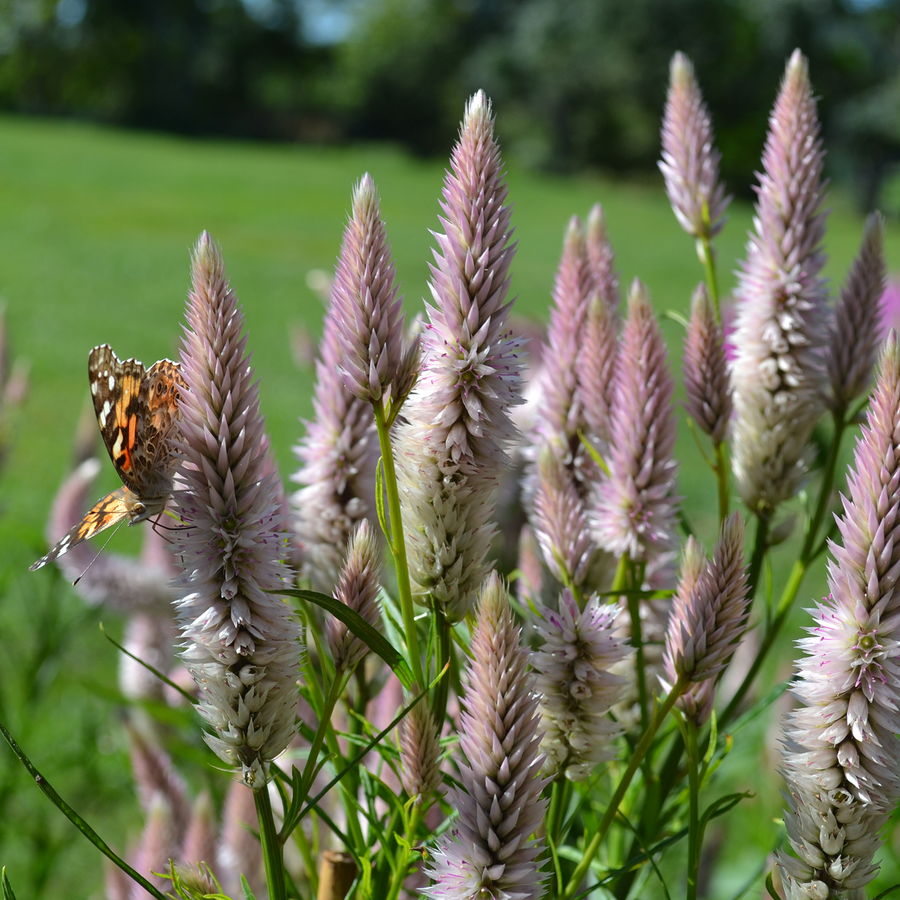 Pink Celosia