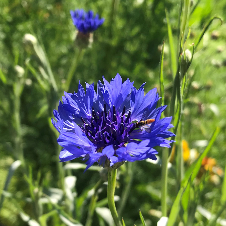 Bachelor's Button Seeds (Centaurea cyanus)