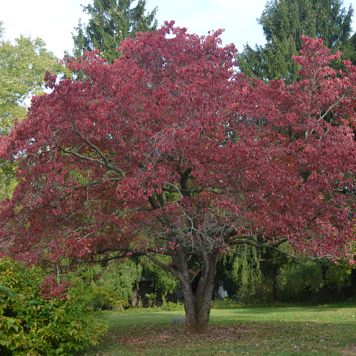 White Flowering Dogwood (Cornus florida)