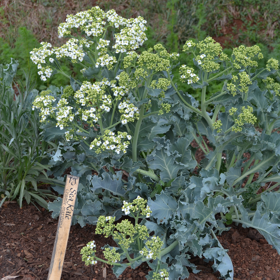 Sea Kale (Crambe maritima)