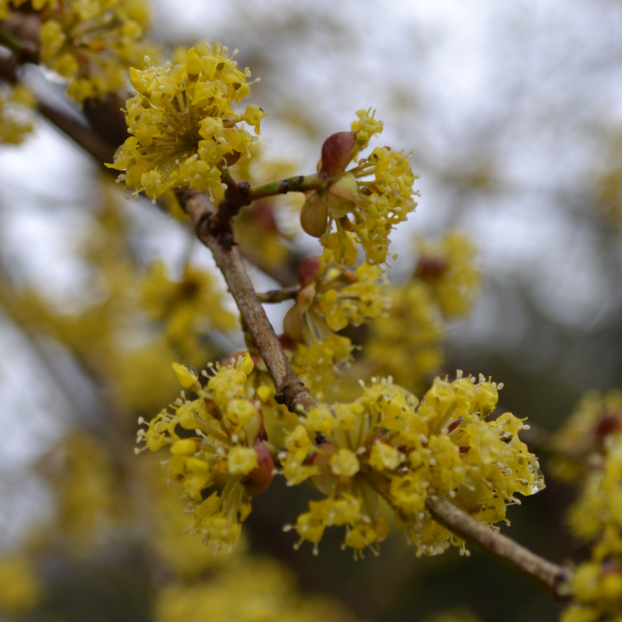 Bare Root Cornelian Cherry (Cornus mas)