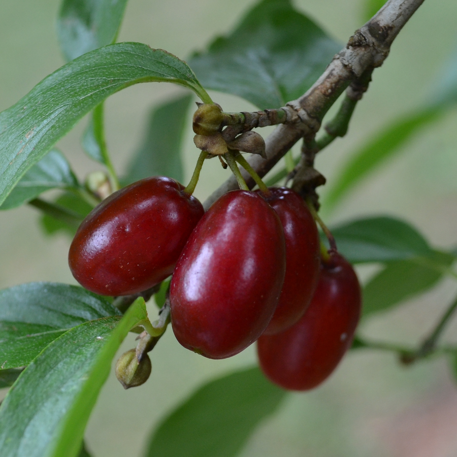 Cornelian Cherry (Cornus mas)