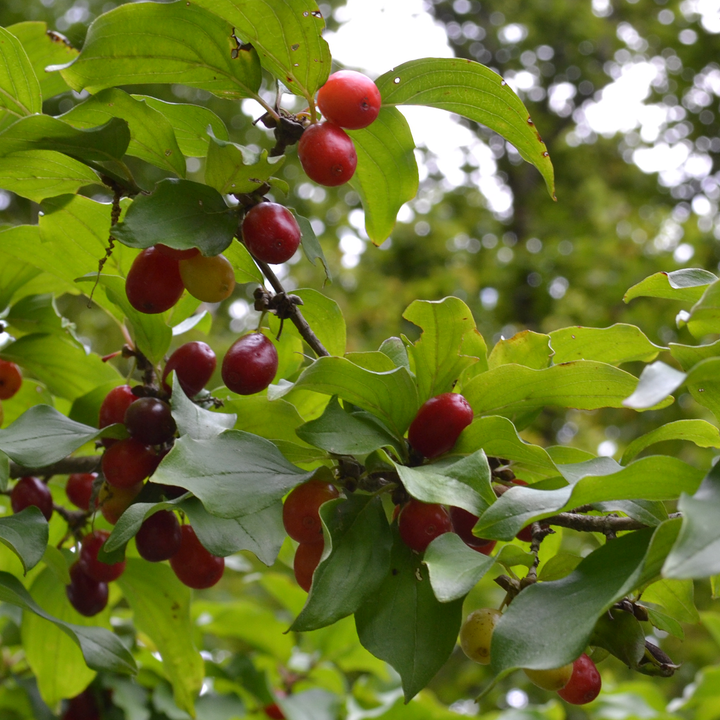 Cornelian Cherry (Cornus mas)