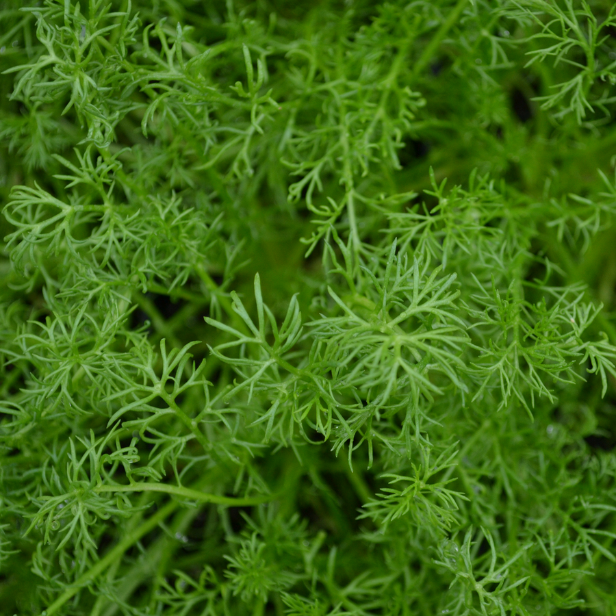 Roman Chamomile (Chamaemelum nobile)