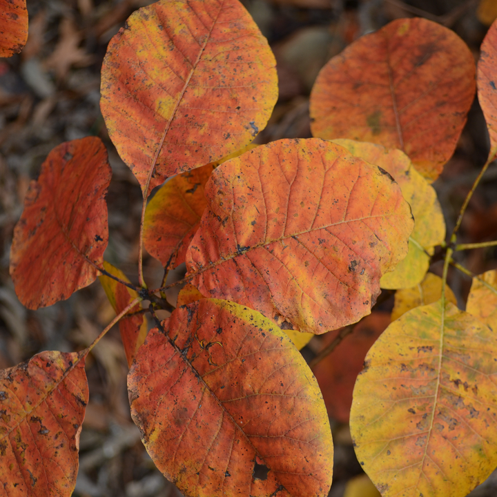 American Smoketree (Cotinus obovatus)