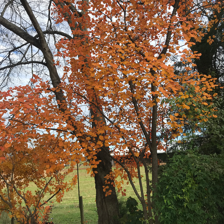 American Smoketree (Cotinus obovatus)