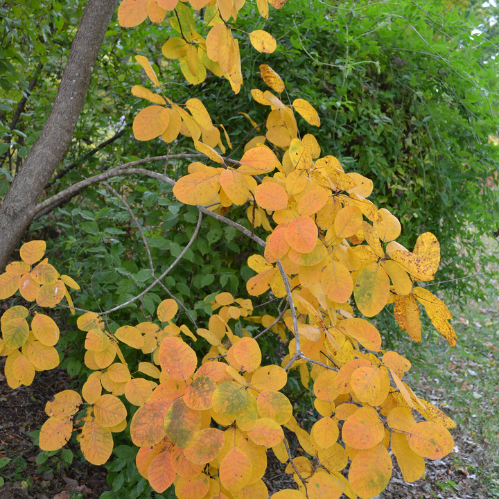 American Smoketree (Cotinus obovatus)