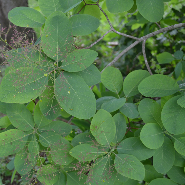 American Smoketree (Cotinus obovatus)