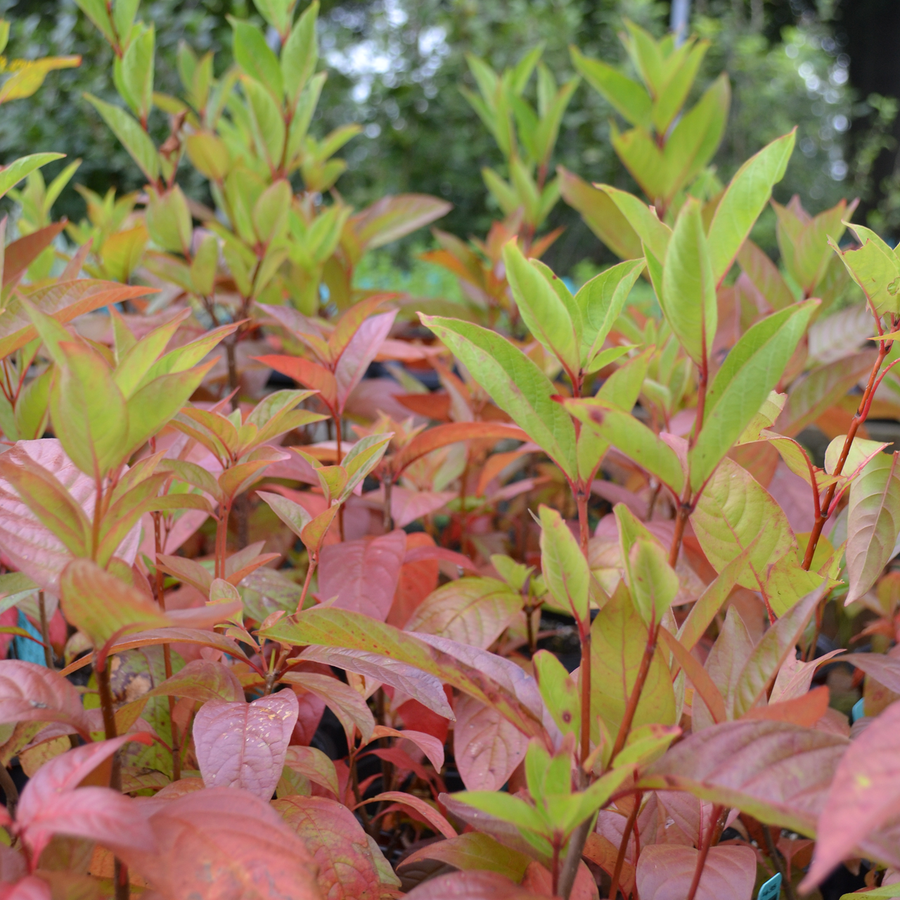 Button Bush (Cephalanthus occidentalis)