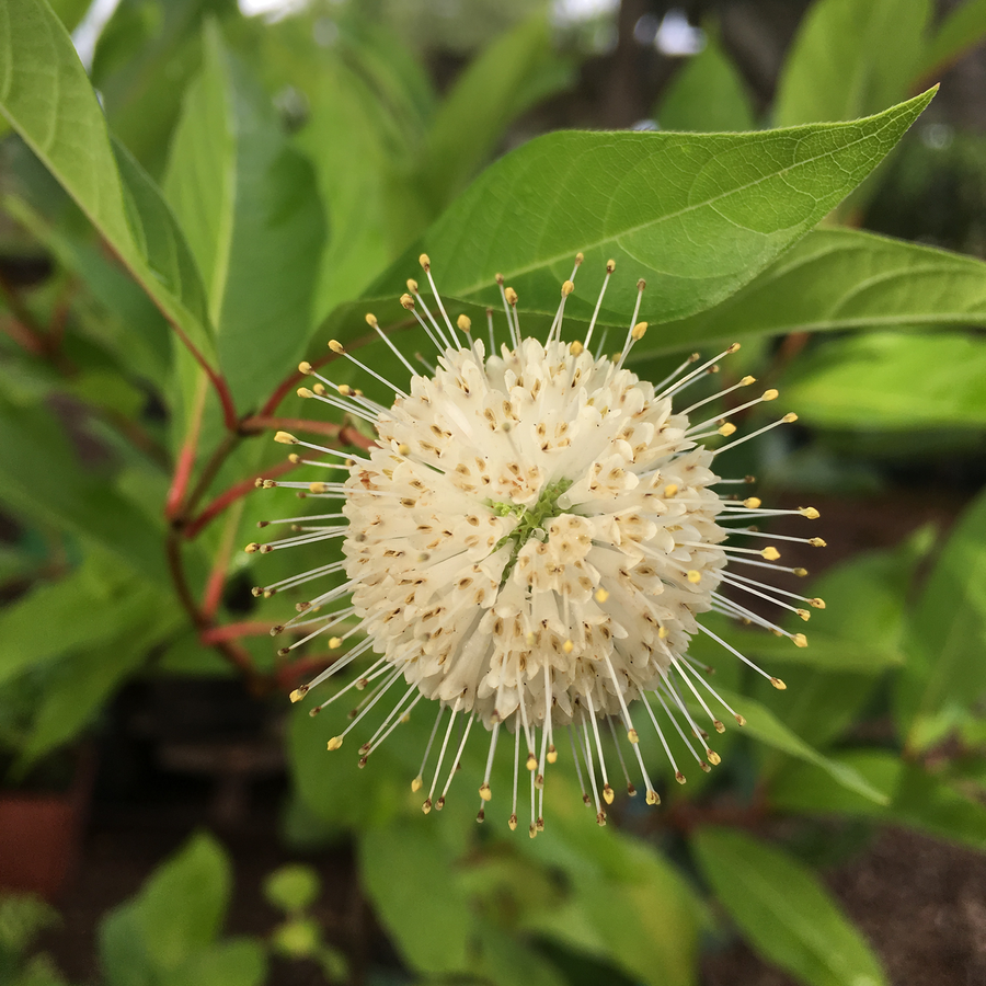 Button Bush (Cephalanthus occidentalis)