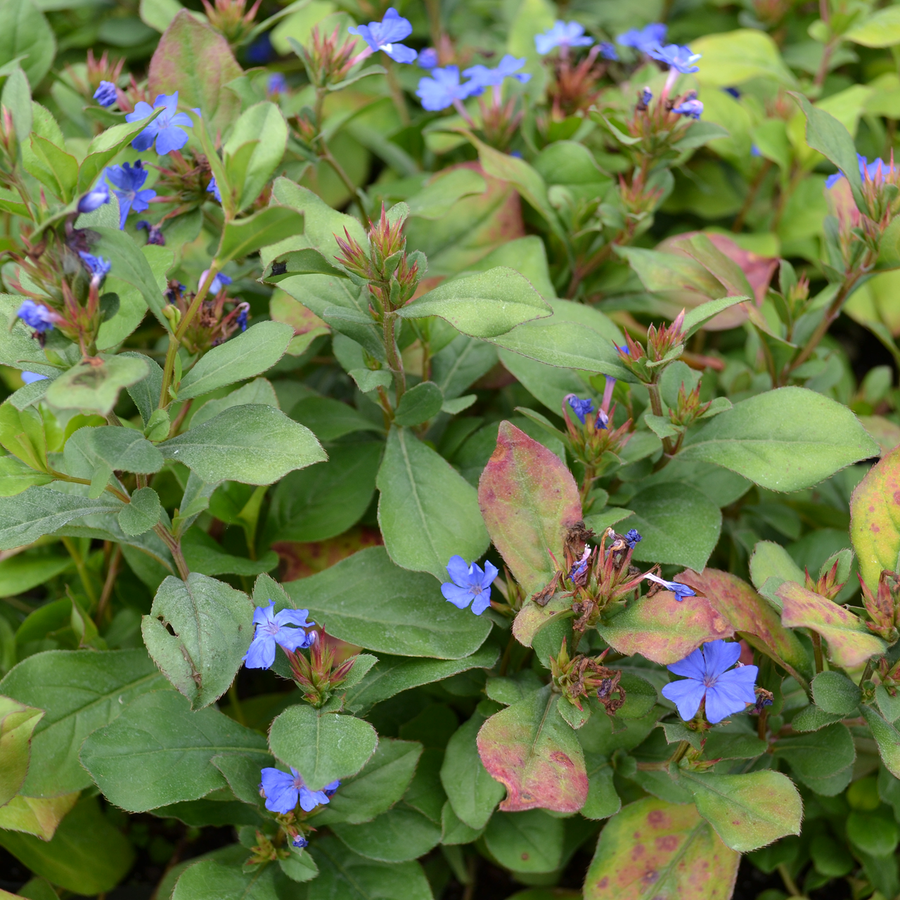 Leadwort (Ceratostigma plumbaginoides)