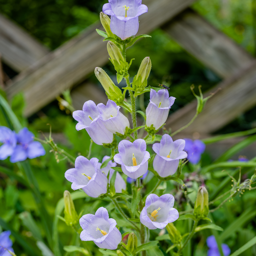 Campanula Medium