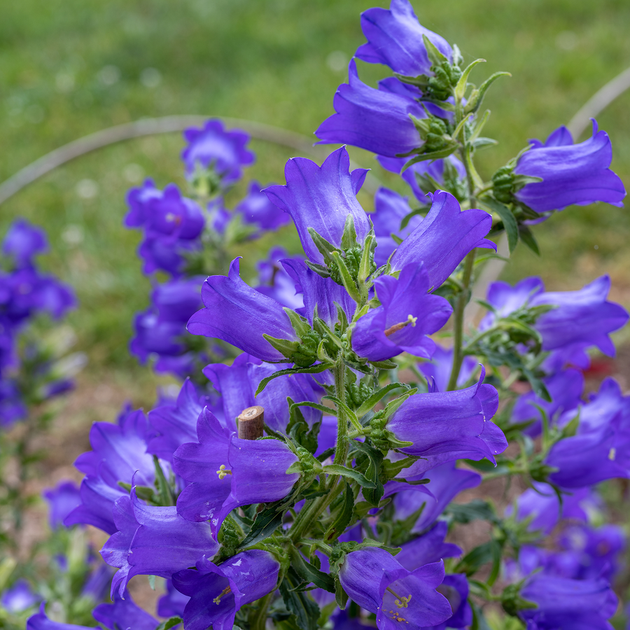 Campanula Medium