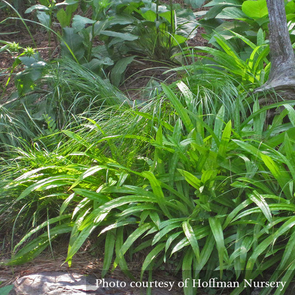 Seersucker Sedge; Plantainleaf Sedge (Carex plantaginea)