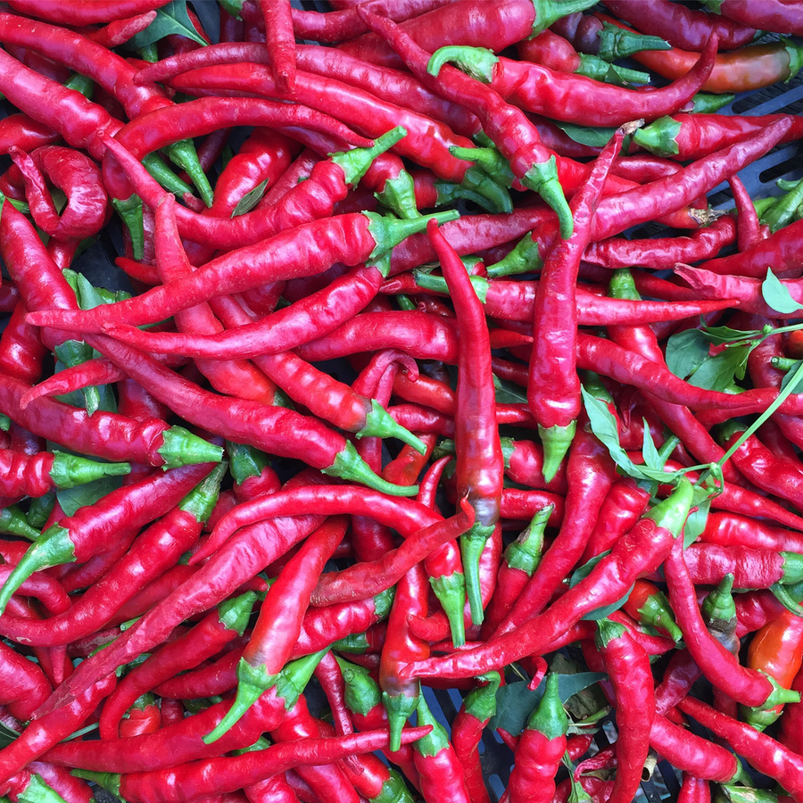 Long Red Cayenne Pepper Seeds (Capsicum annuum)