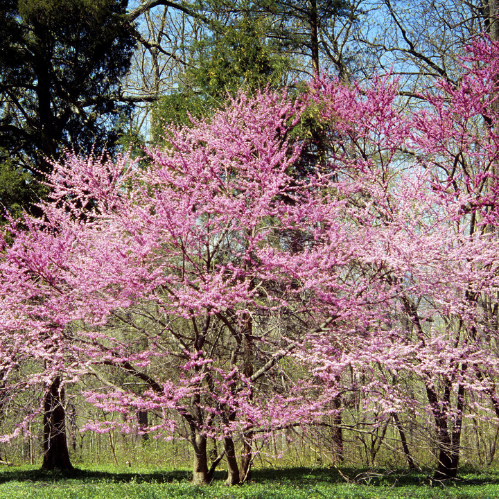 Bare Root Eastern Redbud (Cercis canadensis) – Monticello Shop