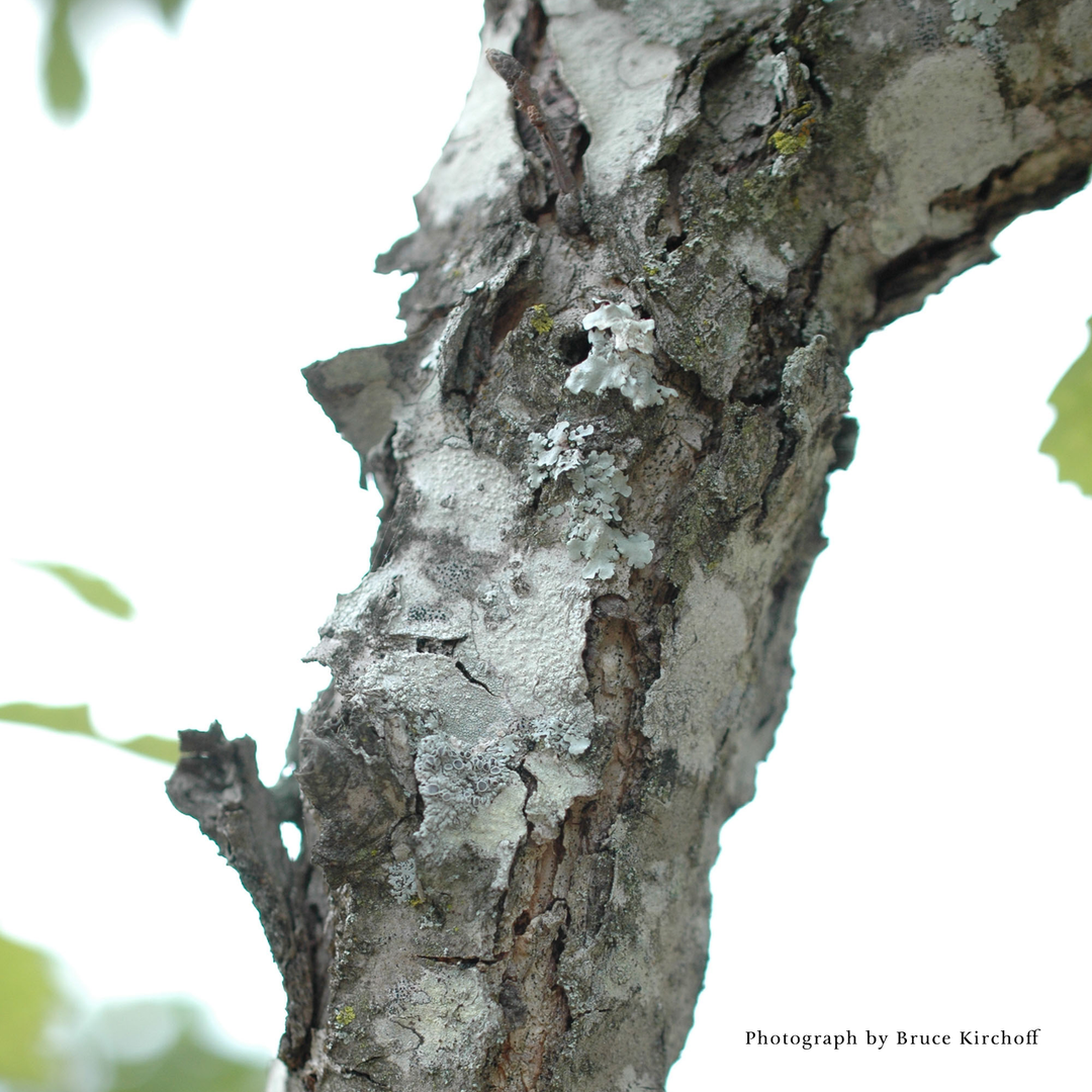 Bare Root Chinkapin Oak (Quercus muehlenbergii)