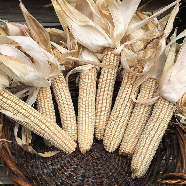 Cocke's Prolific Corn Seed (Zea mays cv.)