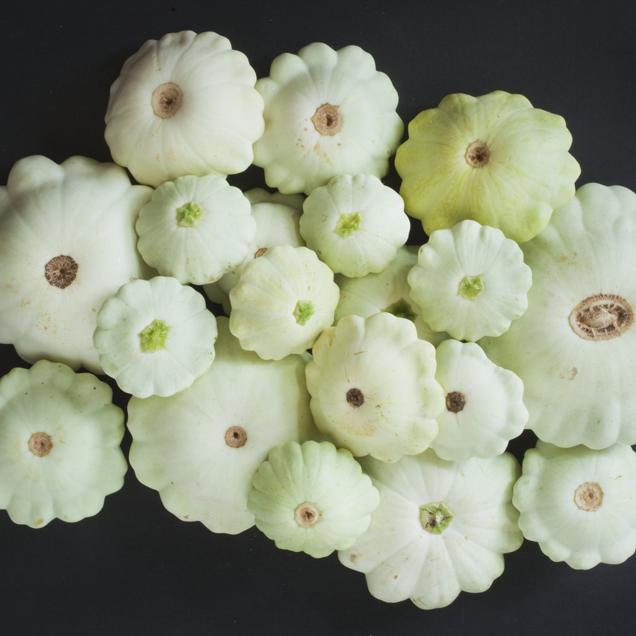 Cymling or Pattypan Squash Seeds (Cucurbita pepo)