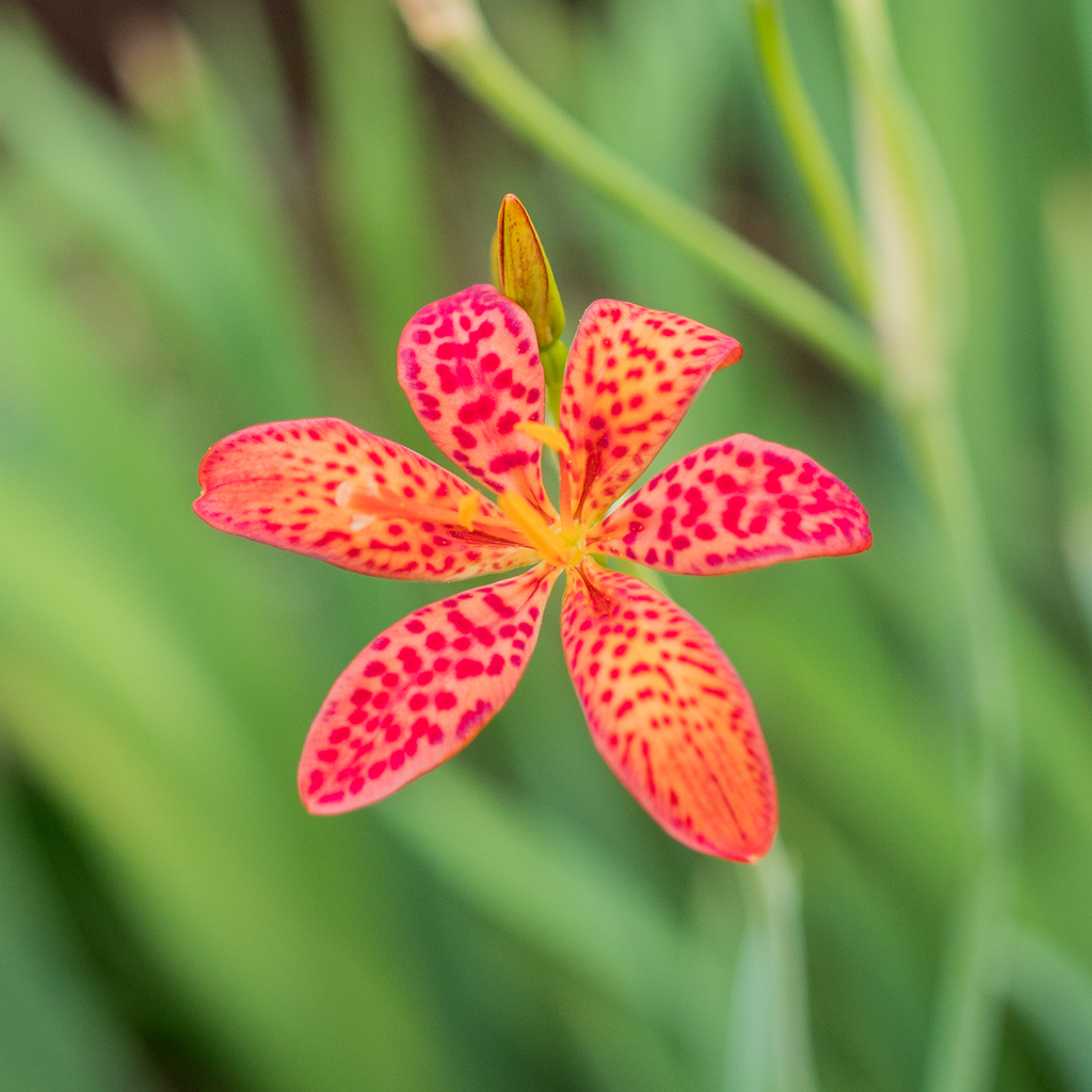 Blackberry Lily (Iris domestica) – Monticello Shop