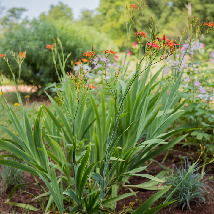 Blackberry Lily (Iris domestica)