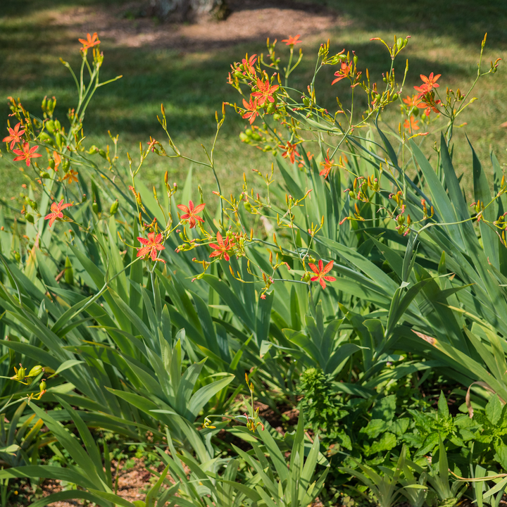 Blackberry Lily (Iris domestica)