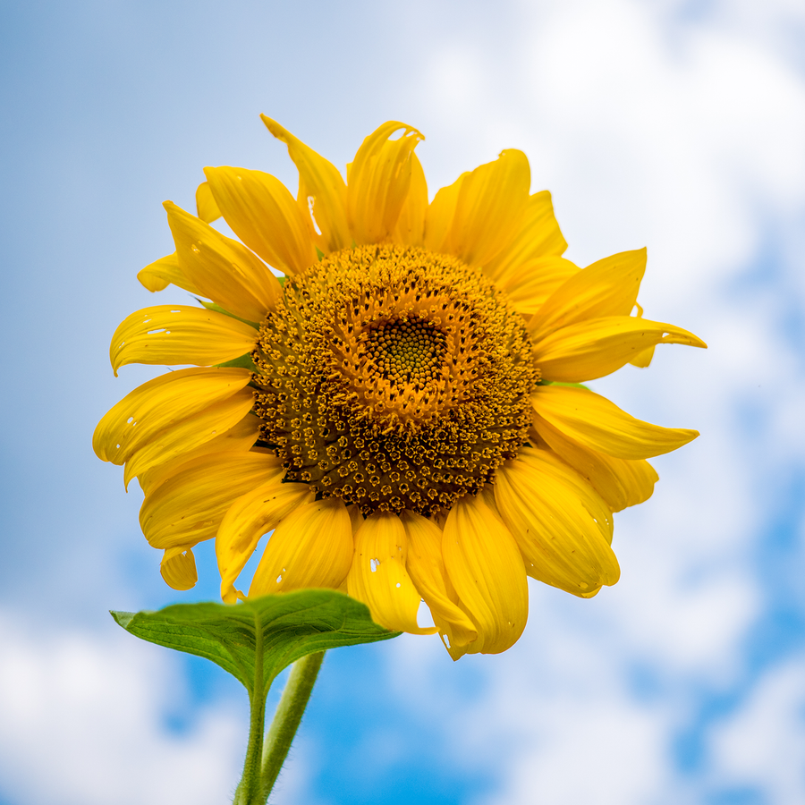 Arikara Sunflower Seeds (Helianthus annuus variety)