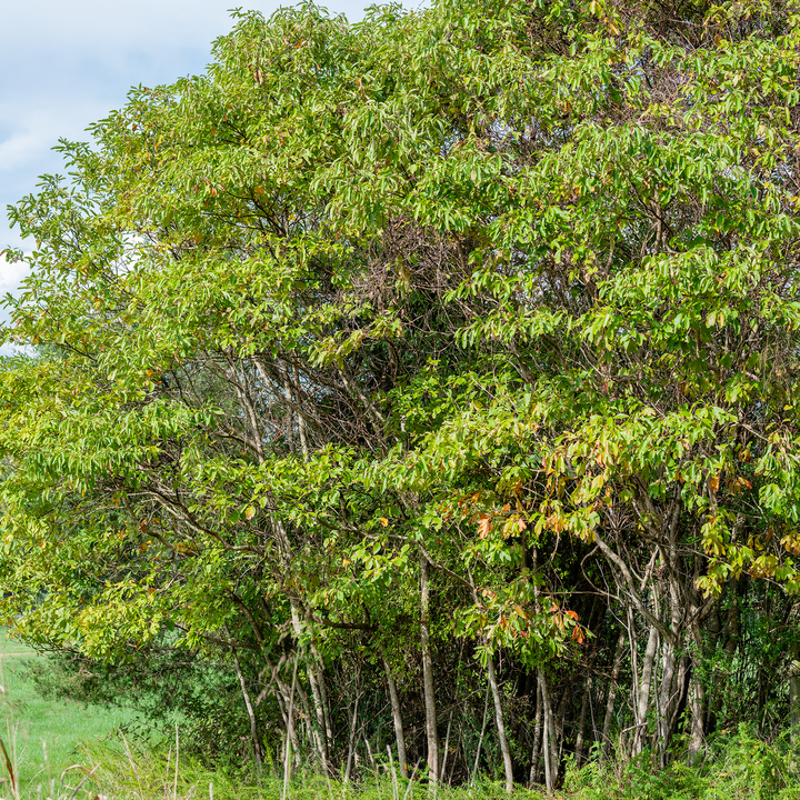 Bare Root Sassafras (Sassafras albidum)