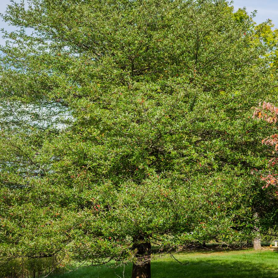 Black Gum (Nyssa sylvatica)