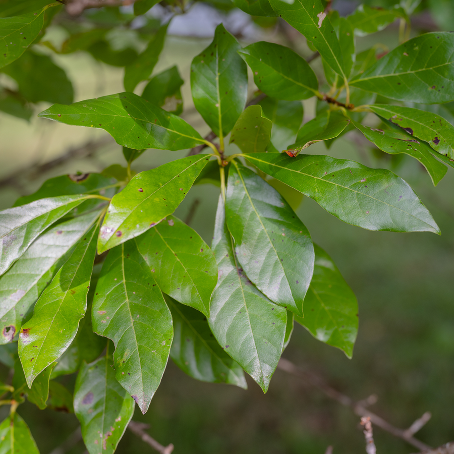 Black Gum (Nyssa sylvatica)