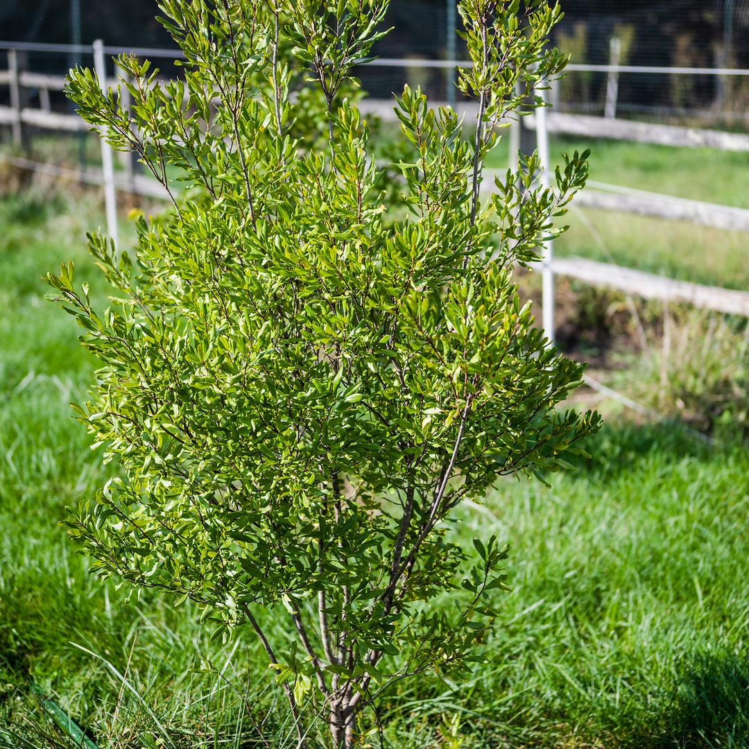 Bare Root Northern Bayberry (Myrica pensylvanica)