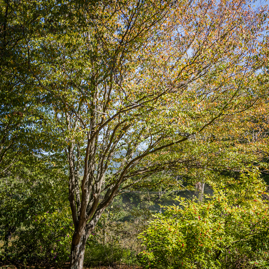 Ironwood (Carpinus caroliniana)