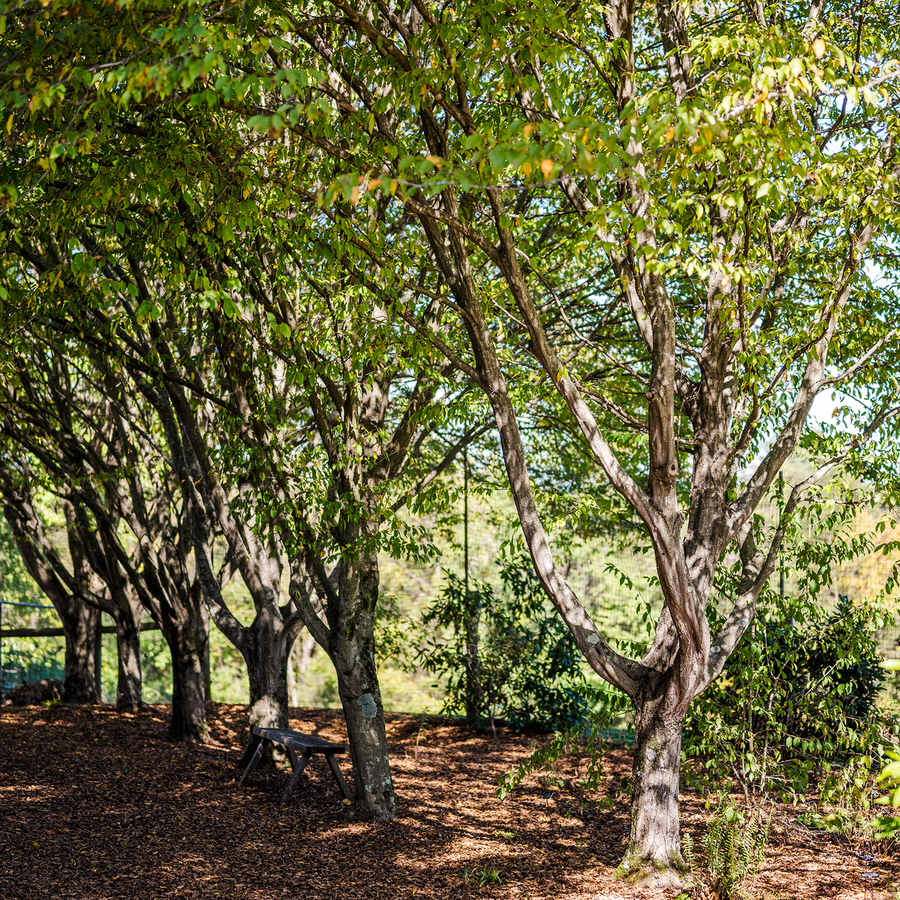 Ironwood (Carpinus caroliniana)