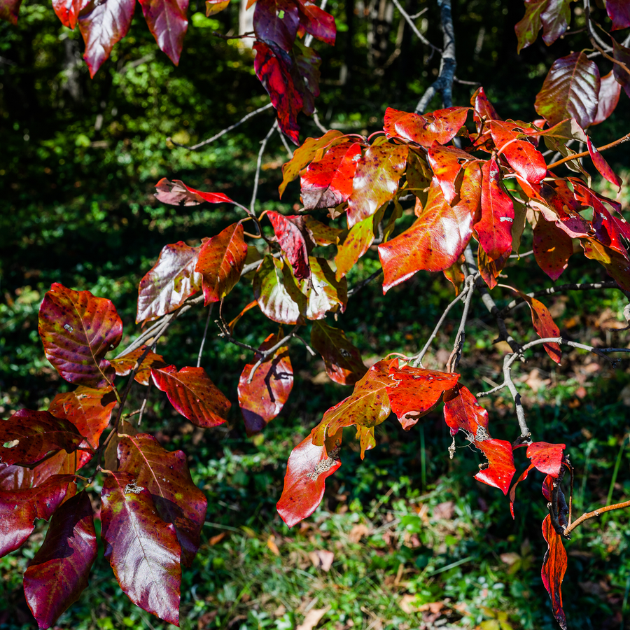 Black Gum (Nyssa sylvatica)