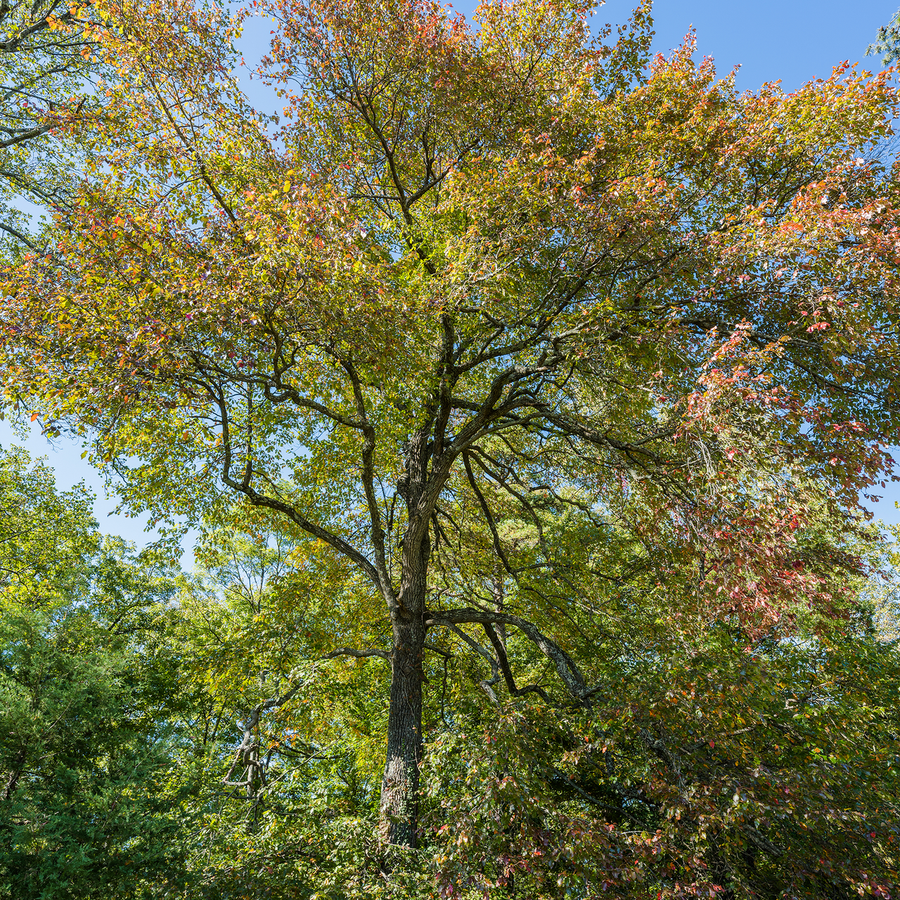 Black Gum (Nyssa sylvatica)