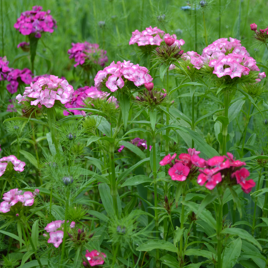 Sweet William (Dianthus barbatus)