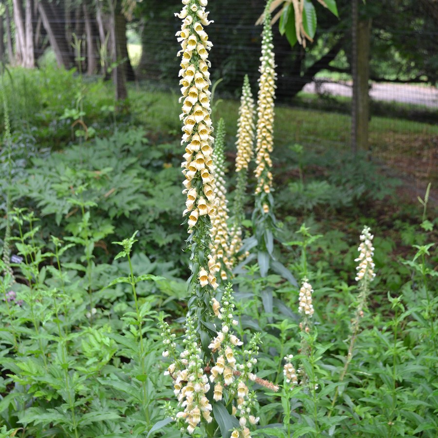 Rusty Foxglove (Digitalis ferruginea)