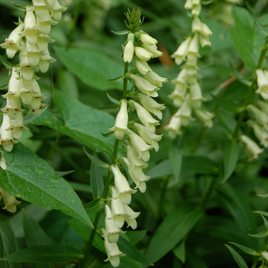 Small Yellow Foxglove Seeds (Digitalis lutea)