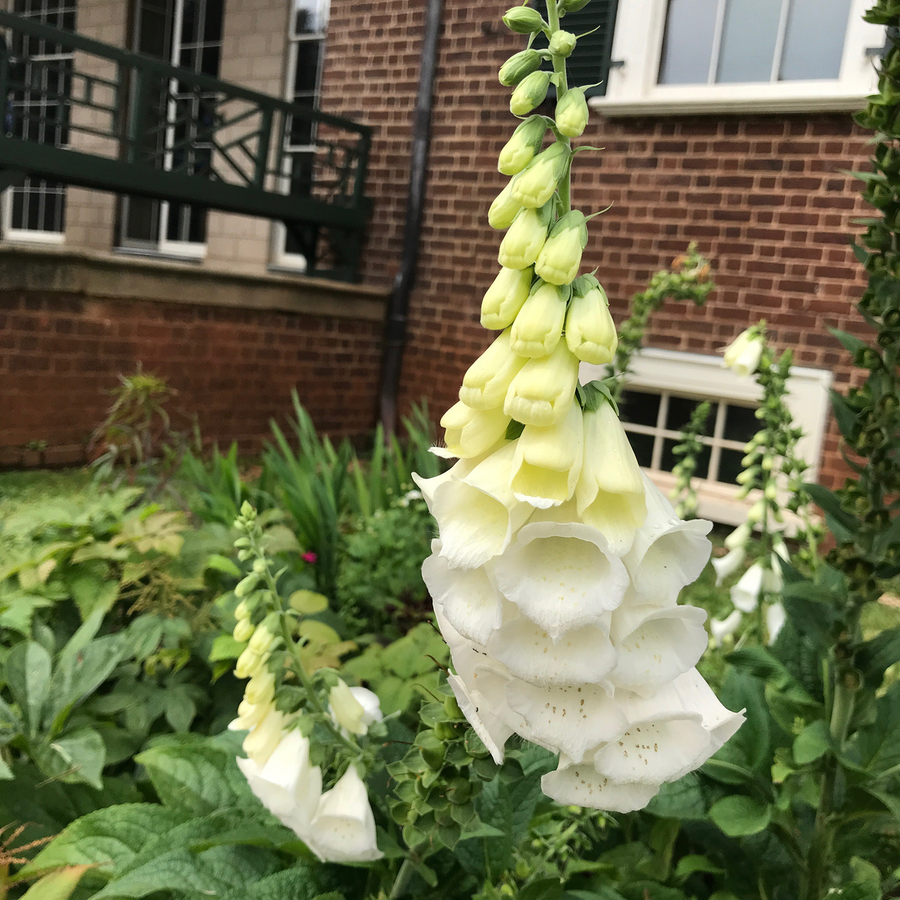 White Foxglove (Digitalis purpurea 'Alba') at Monticello