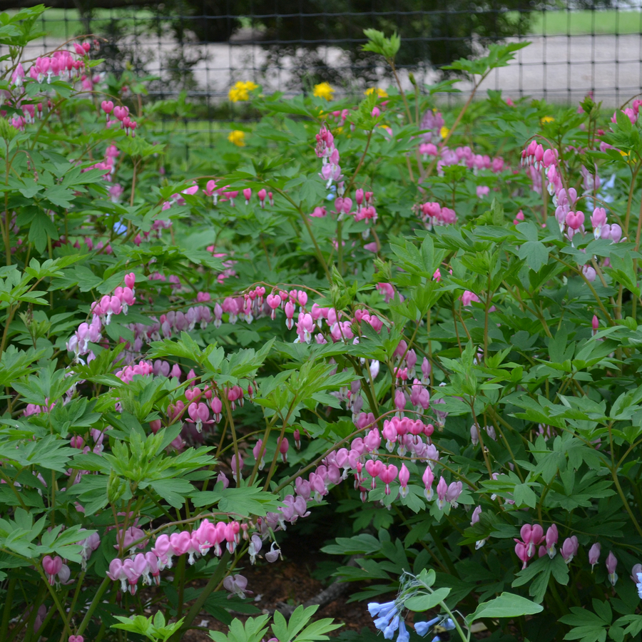 Pink Bleeding Heart (Dicentra spectabilis)