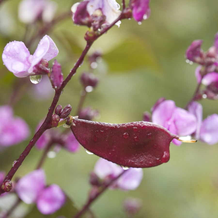 Hyacinth Bean Seeds (Dolichos lablab)